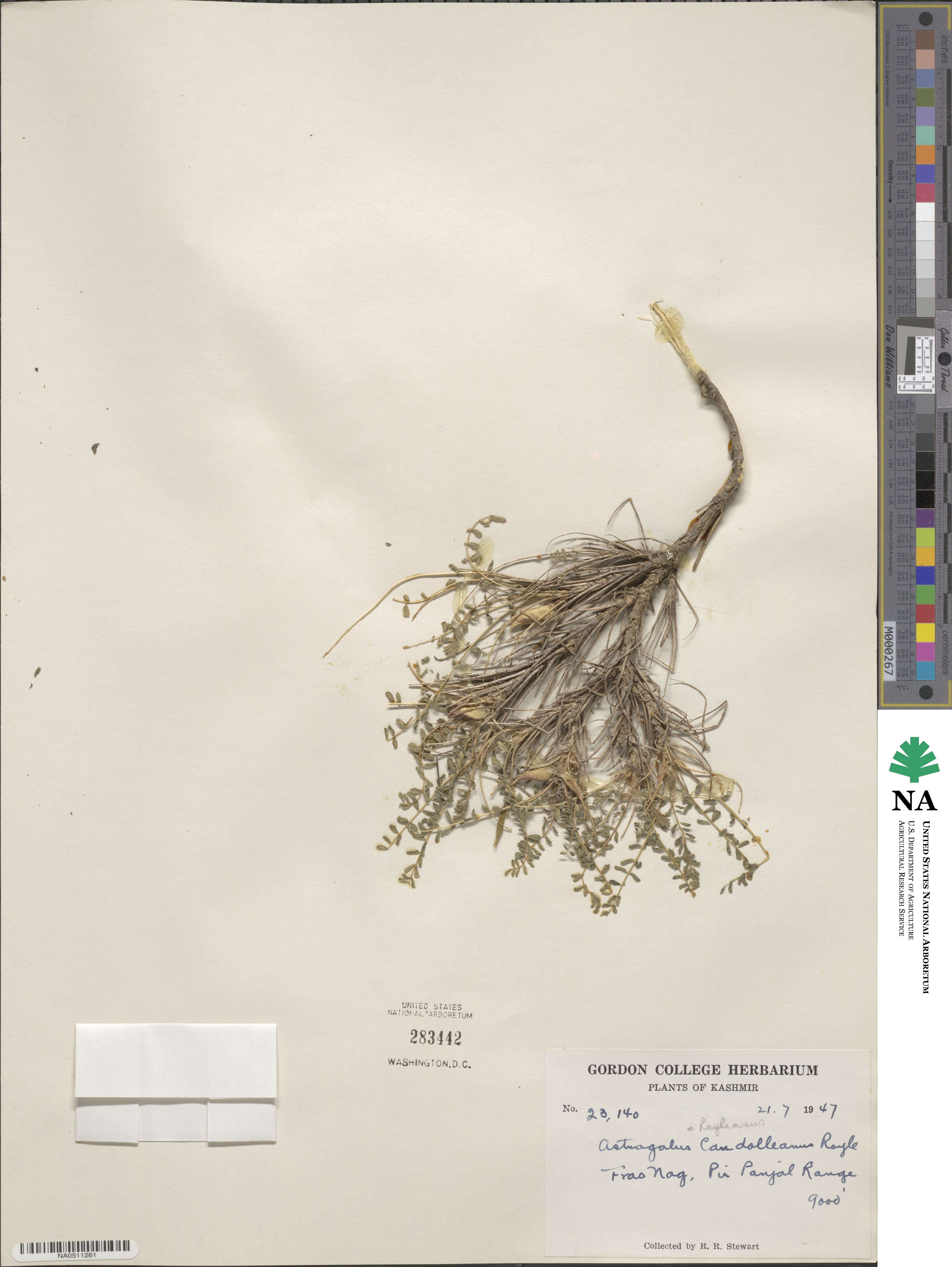 Astragalus rhizanthus subsp. candolleanus image