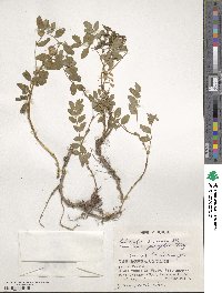 Astragalus secundus image