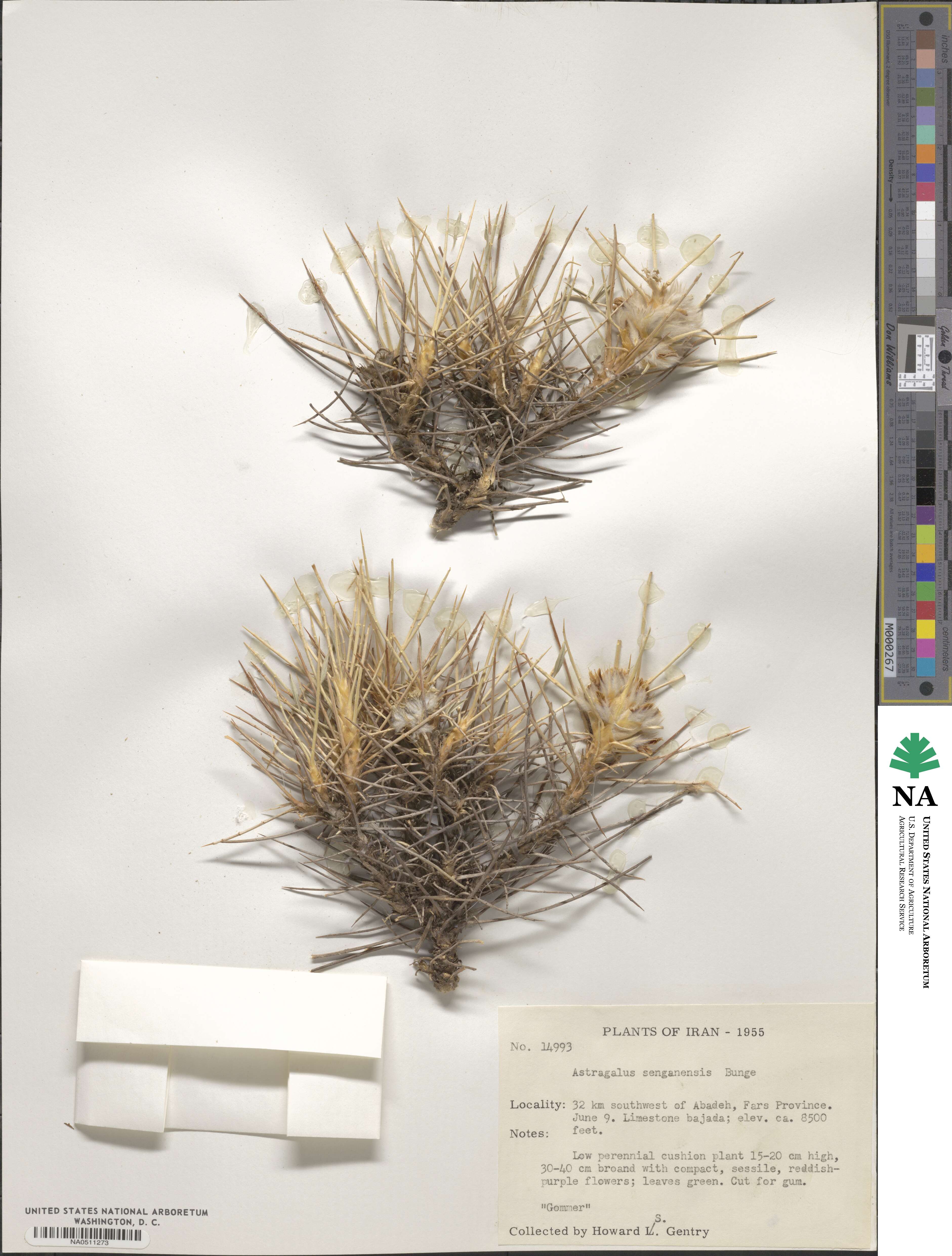 Astragalus microcephalus subsp. microcephalus image