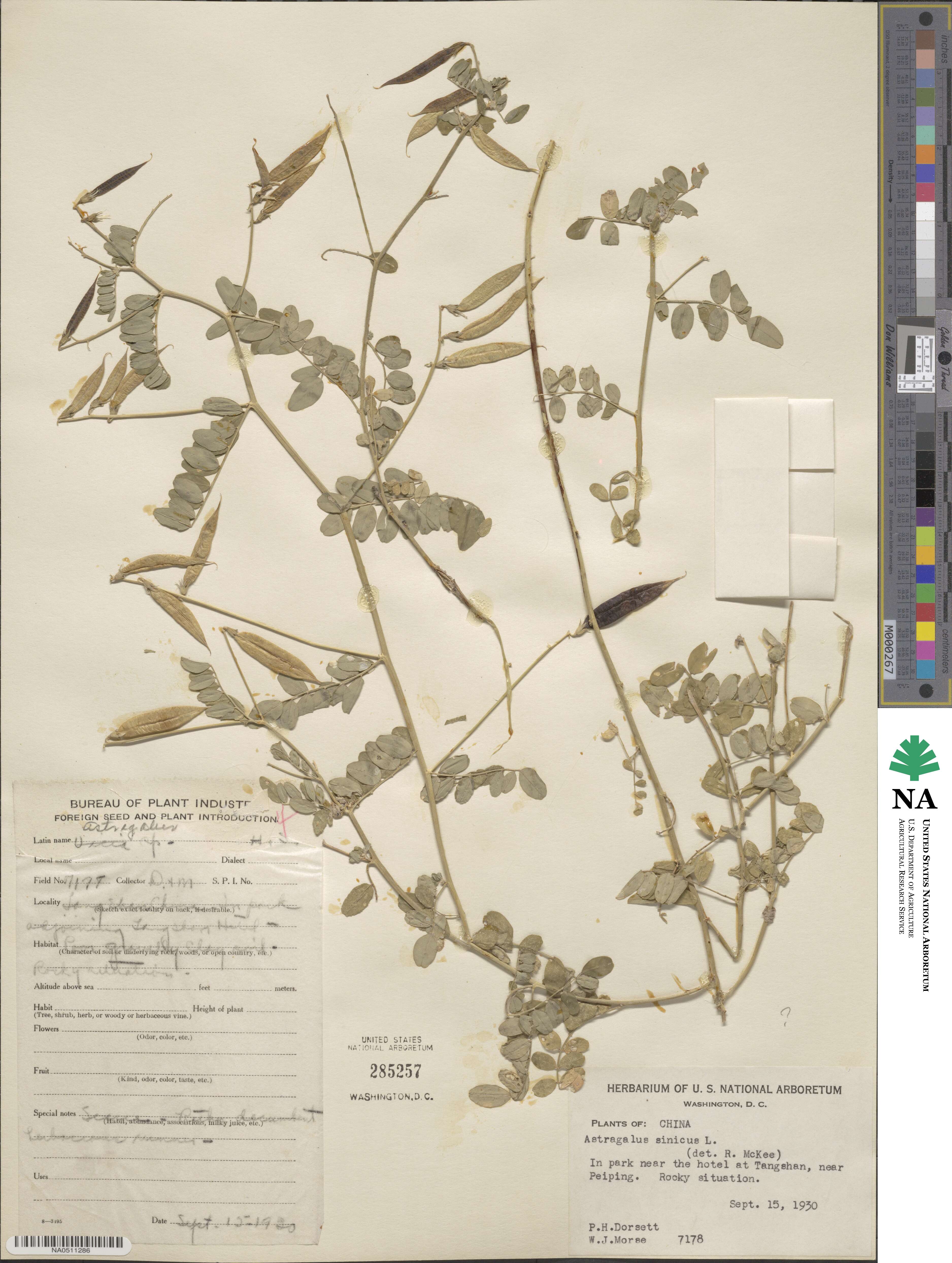Astragalus sinicus image