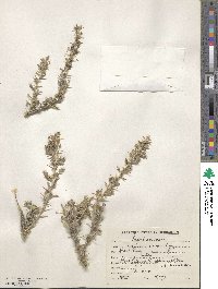 Astragalus stocksii image