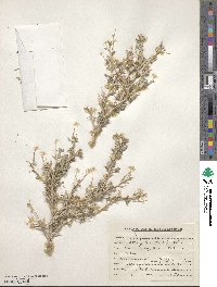 Astragalus stocksii image