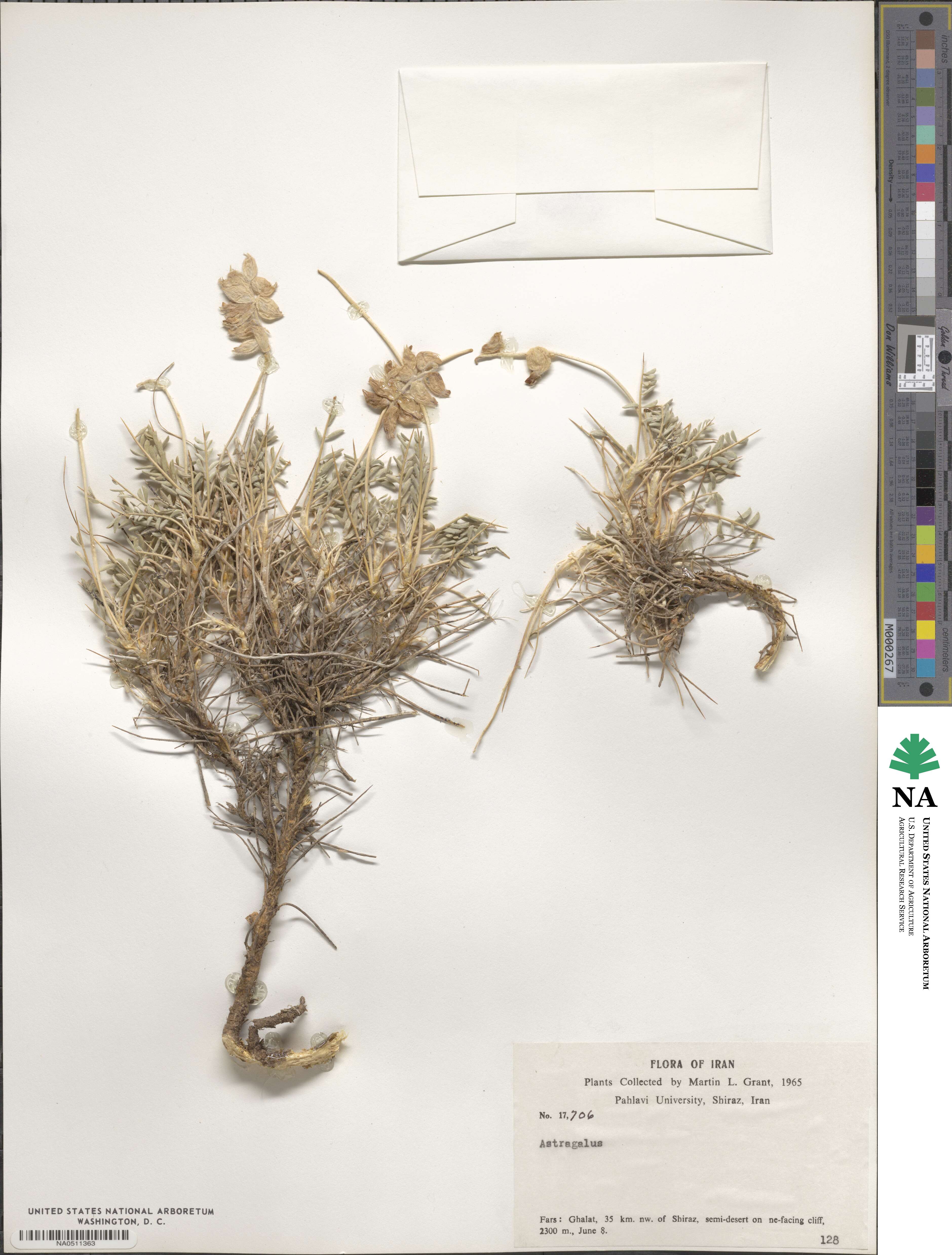 Astragalus image