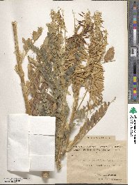 Astragalus atropilosulus subsp. abyssinicus image