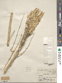 Astragalus atropilosulus subsp. abyssinicus image