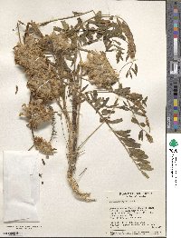 Image of Astragalus alopecuroides