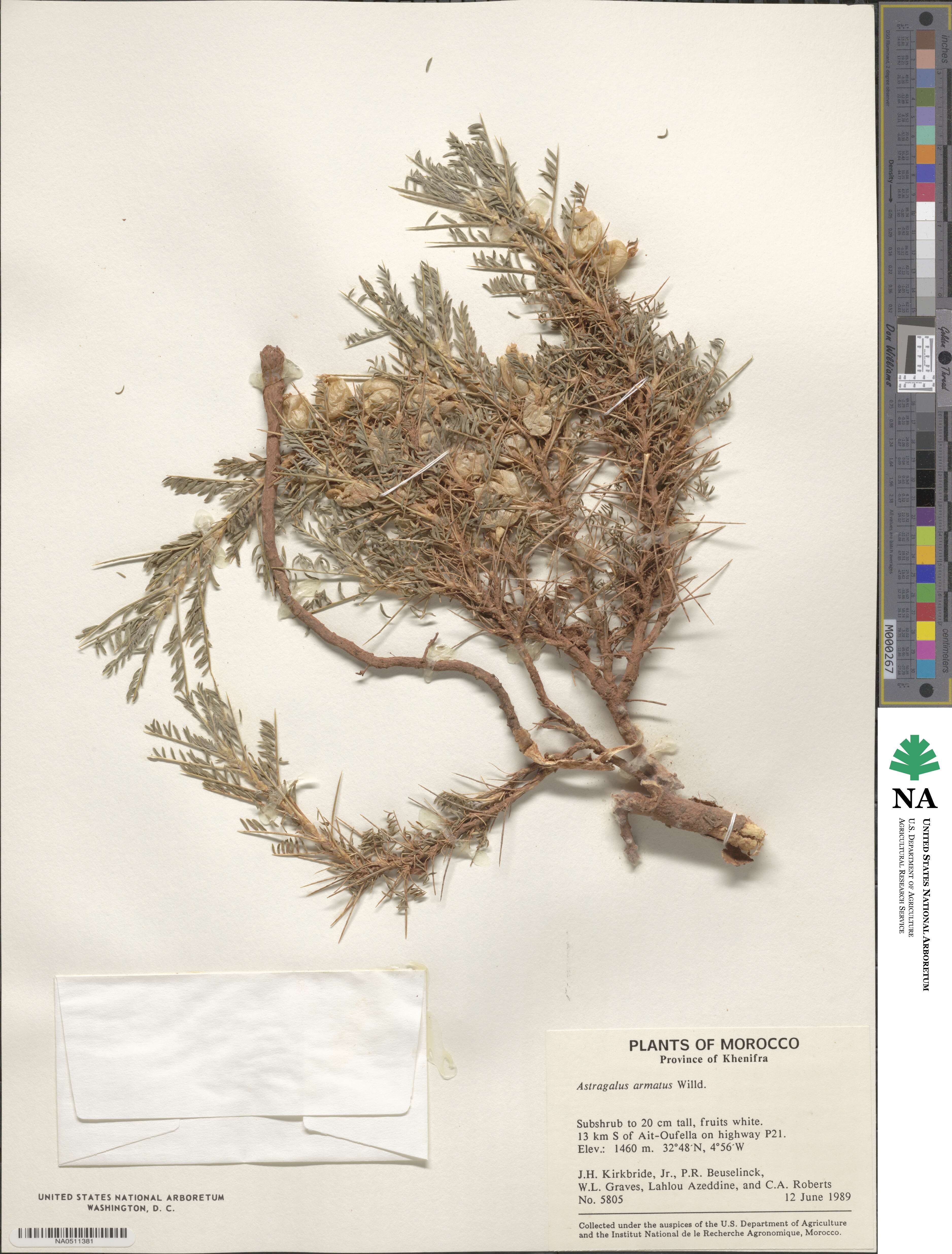 Astragalus armatus image