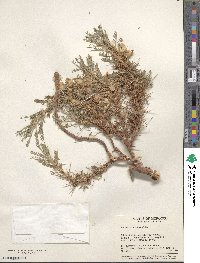 Astragalus armatus image