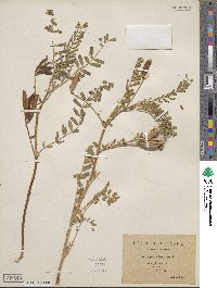 Astragalus boeticus image