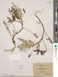 Astragalus boeticus image