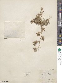 Astragalus cruciatus image