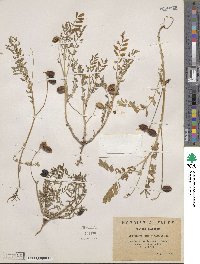 Astragalus edulis image