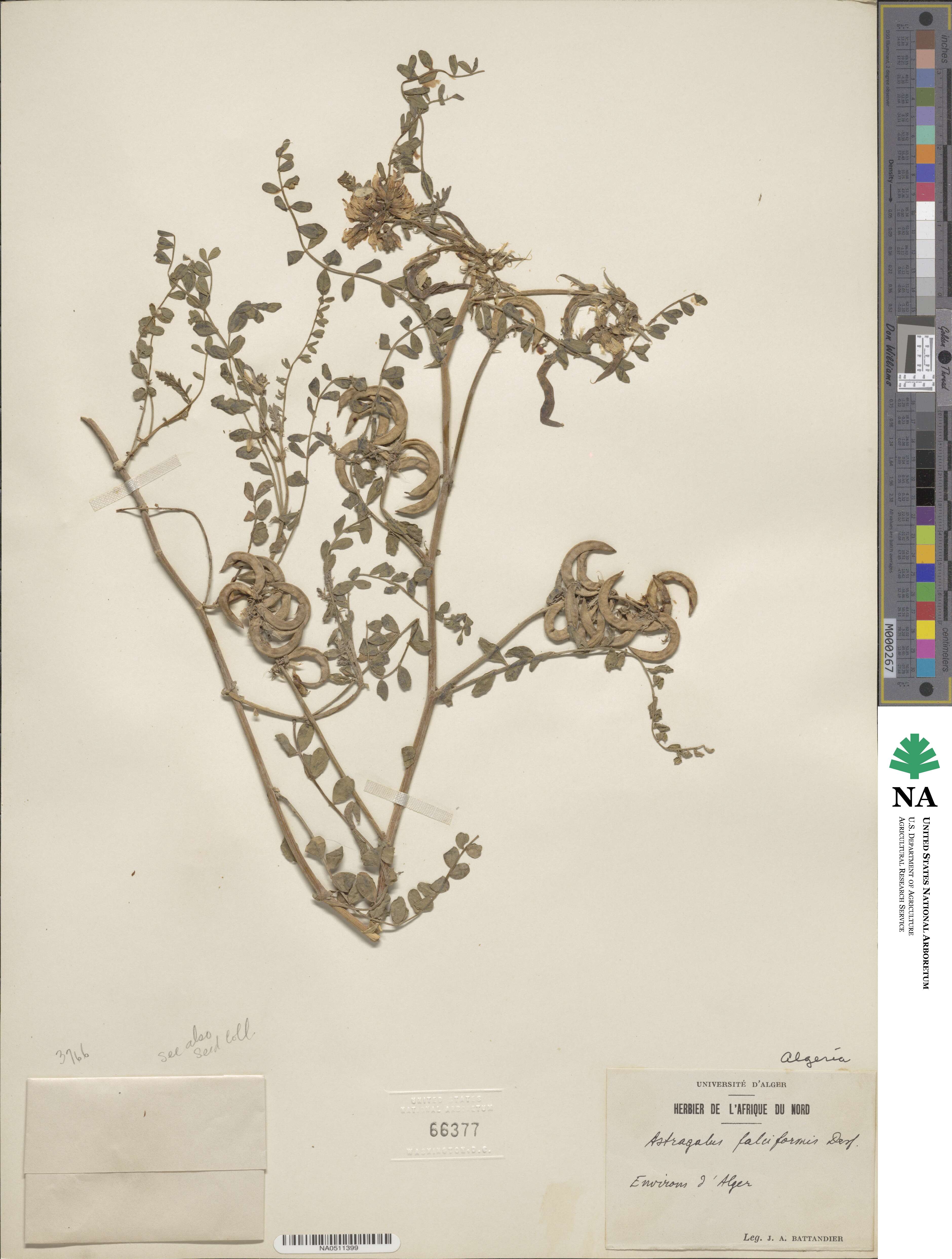 Astragalus falciformis image