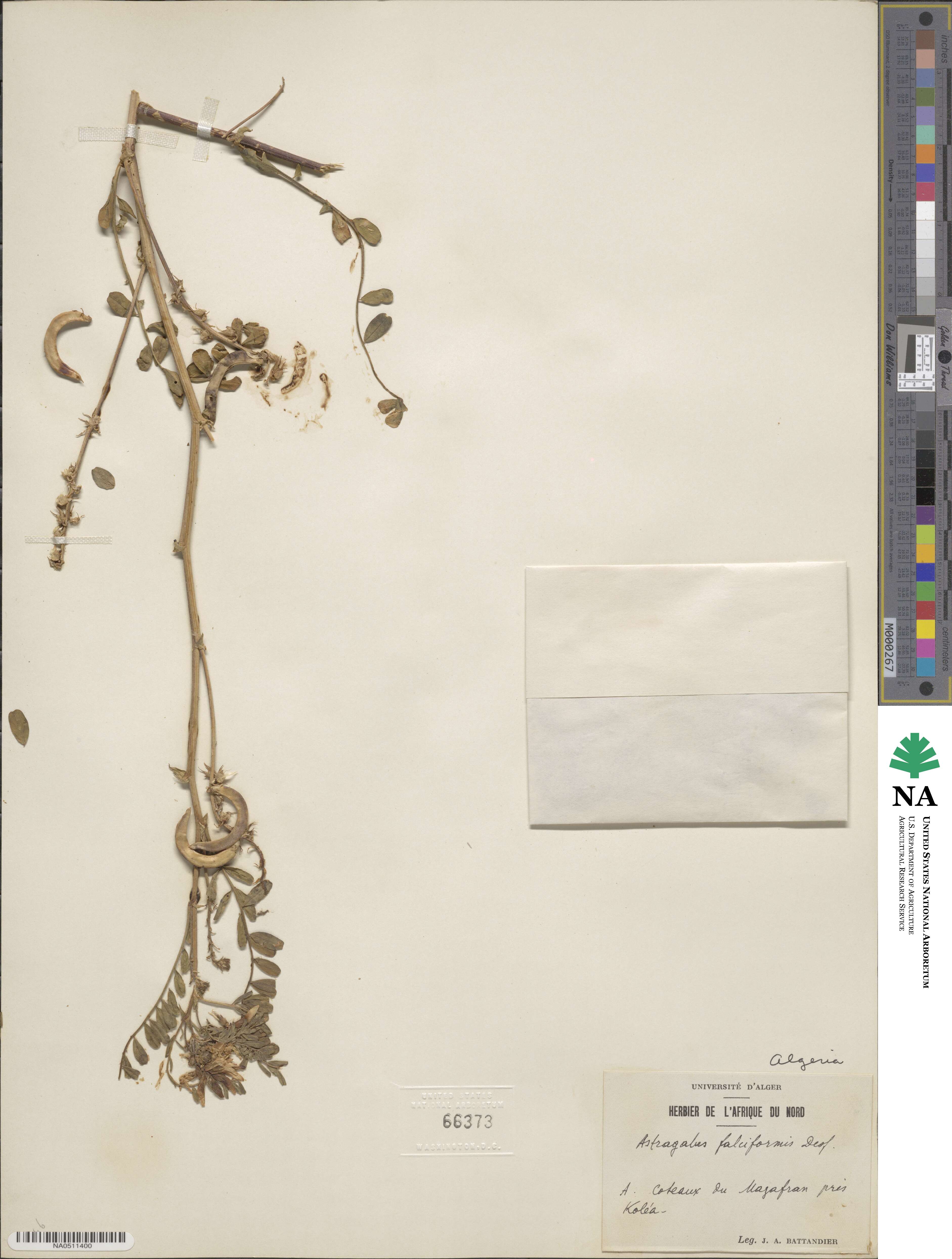 Astragalus falciformis image