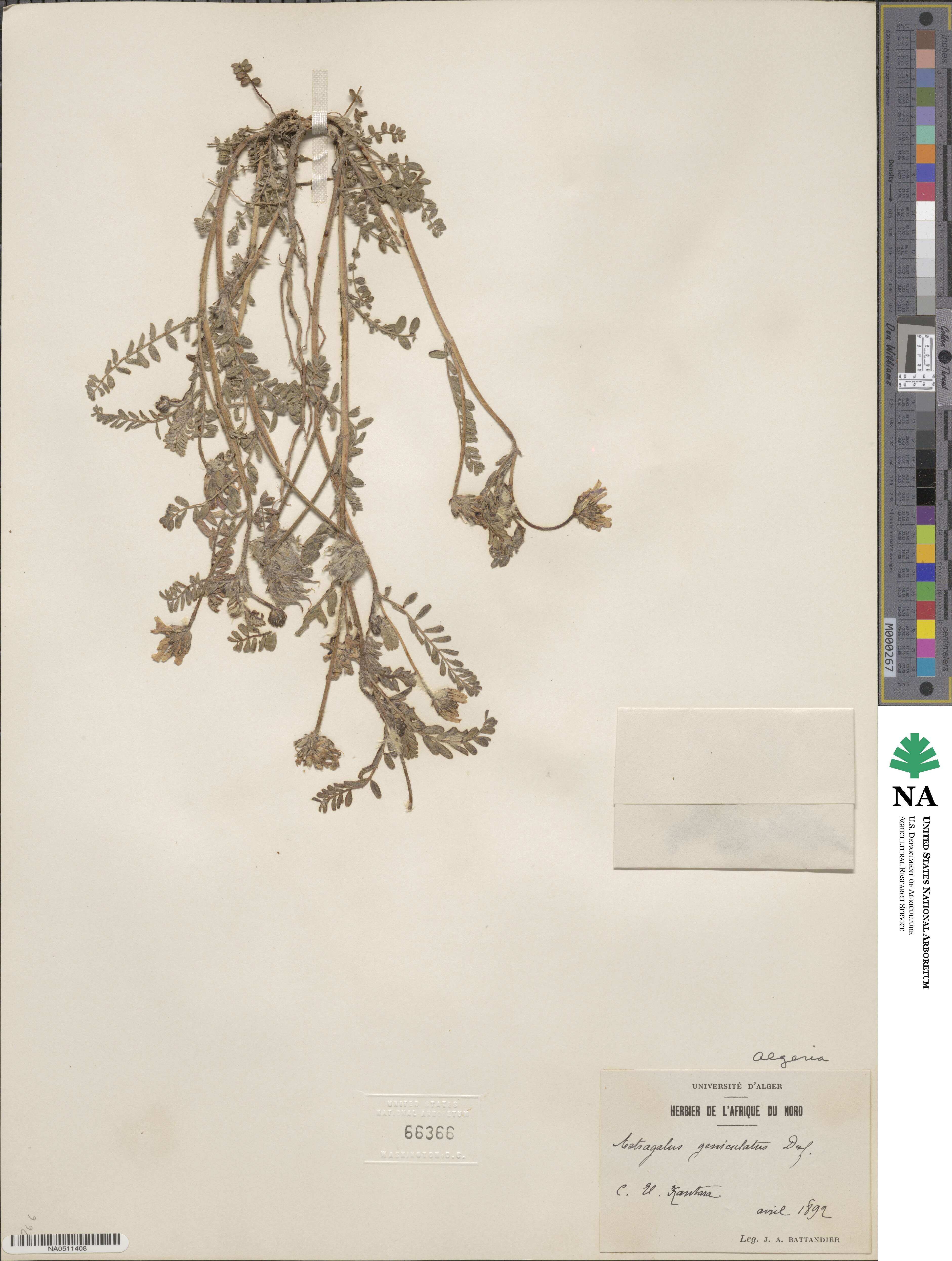 Astragalus geniculatus image