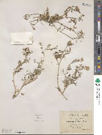 Astragalus tenuifolius image