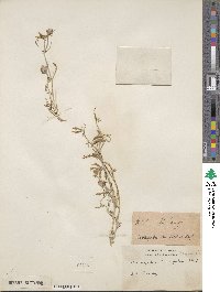 Astragalus tenuifolius image