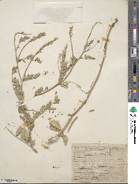 Astragalus lentiginosus var. iodanthus image