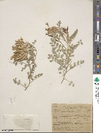 Astragalus lentiginosus var. iodanthus image