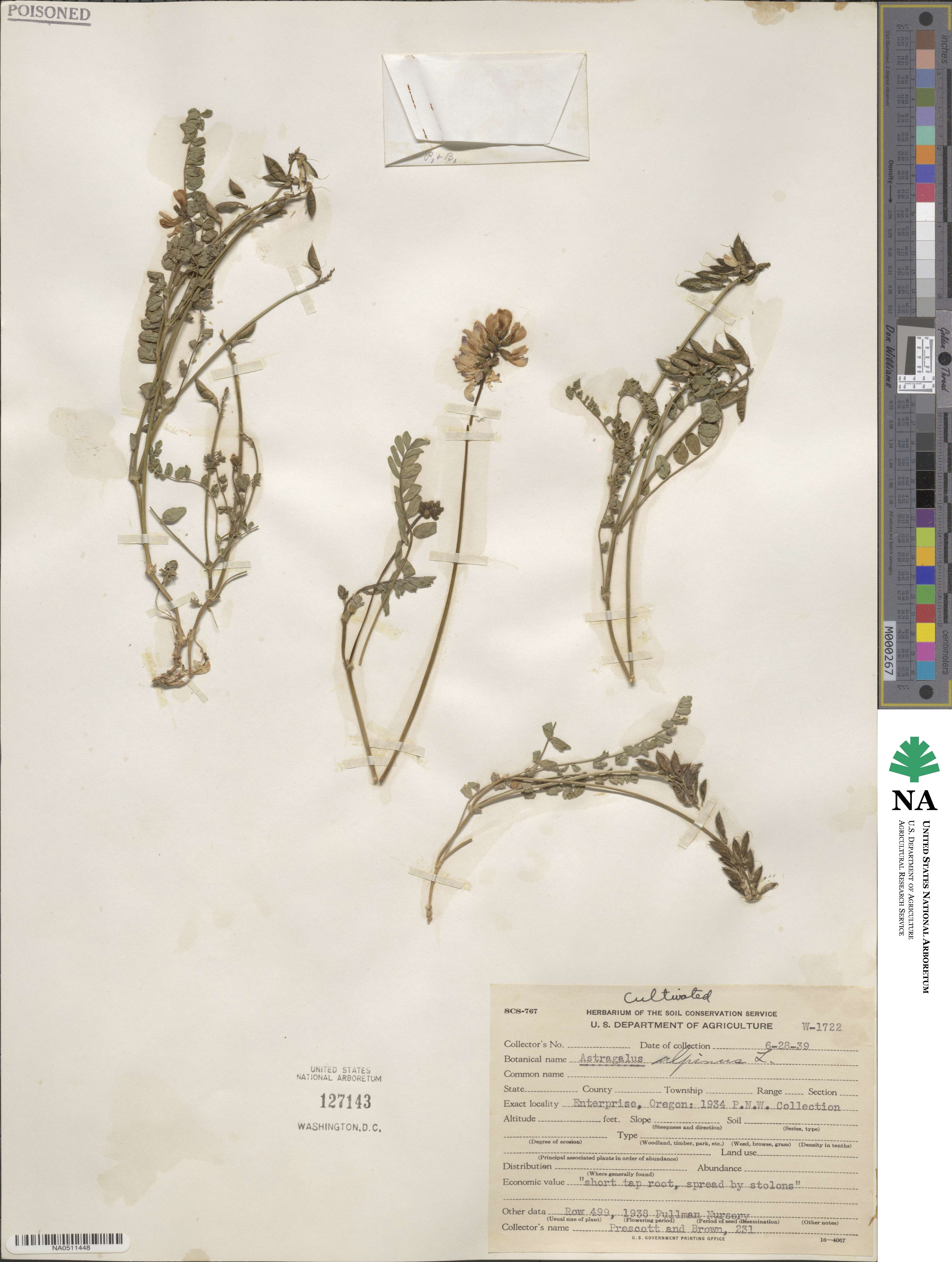 Astragalus alpinus image