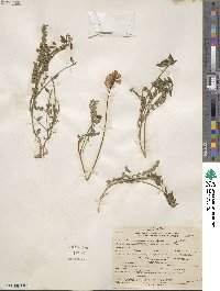 Astragalus alpinus image