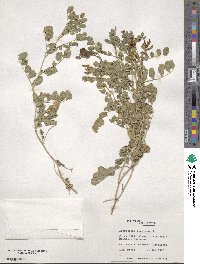 Astragalus boeticus image