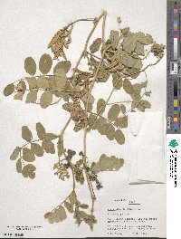 Astragalus boeticus image