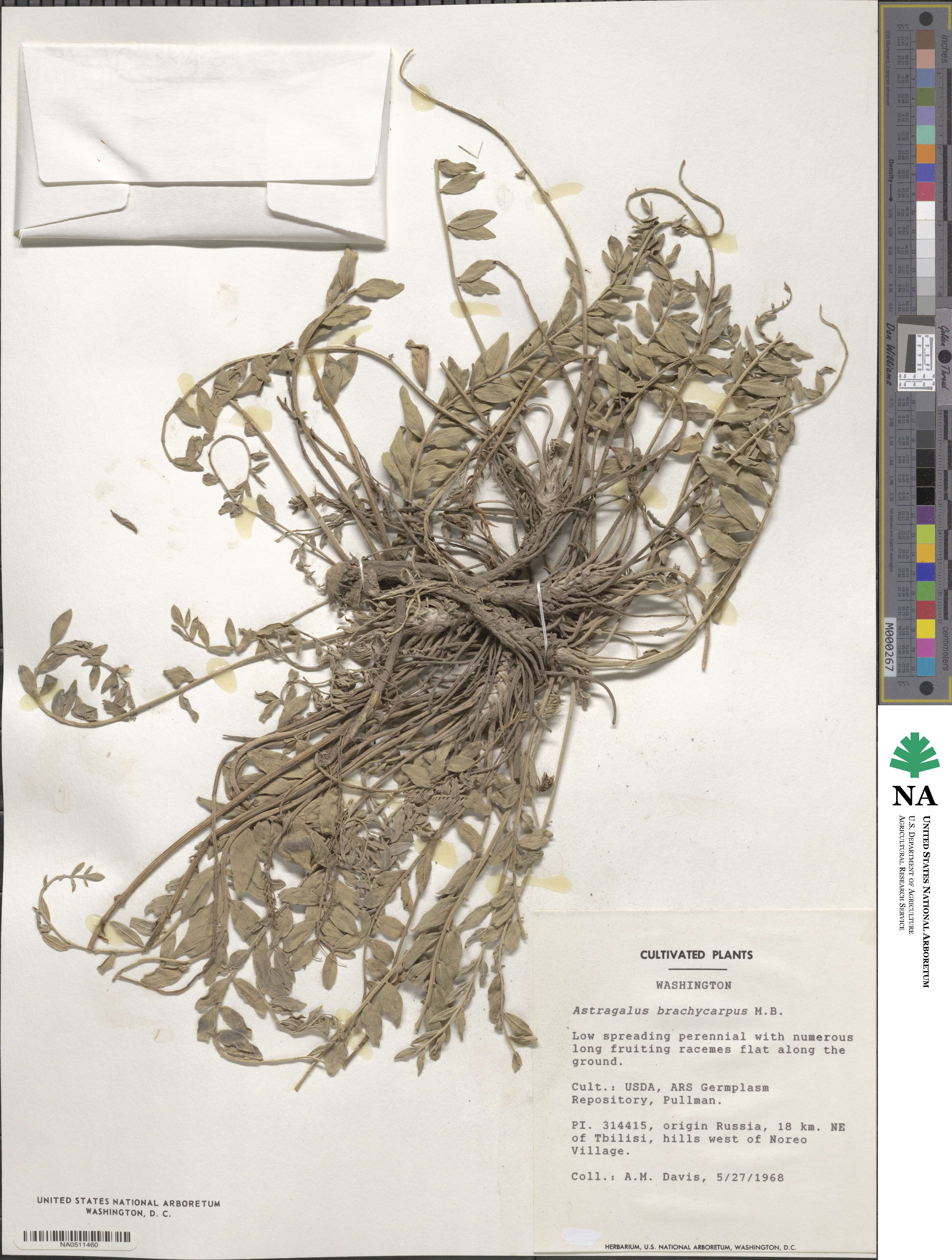 Astragalus brachycarpus image