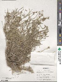 Astragalus brachycarpus image