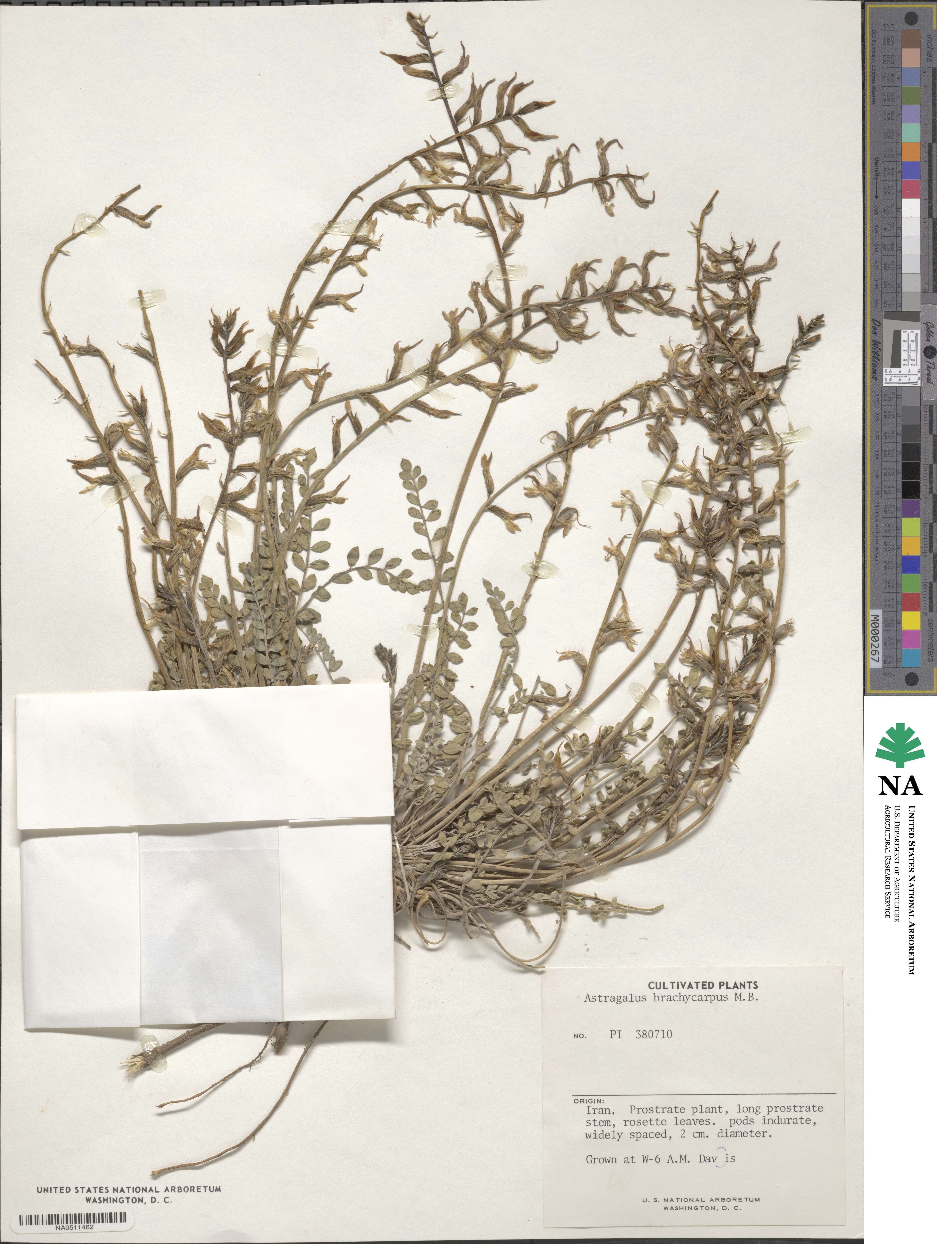Astragalus brachycarpus image
