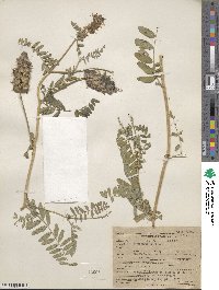 Astragalus cicer image