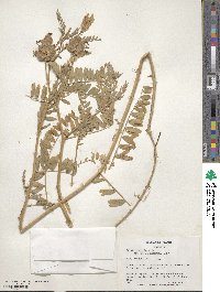 Astragalus cicer image