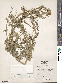 Astragalus cicer image