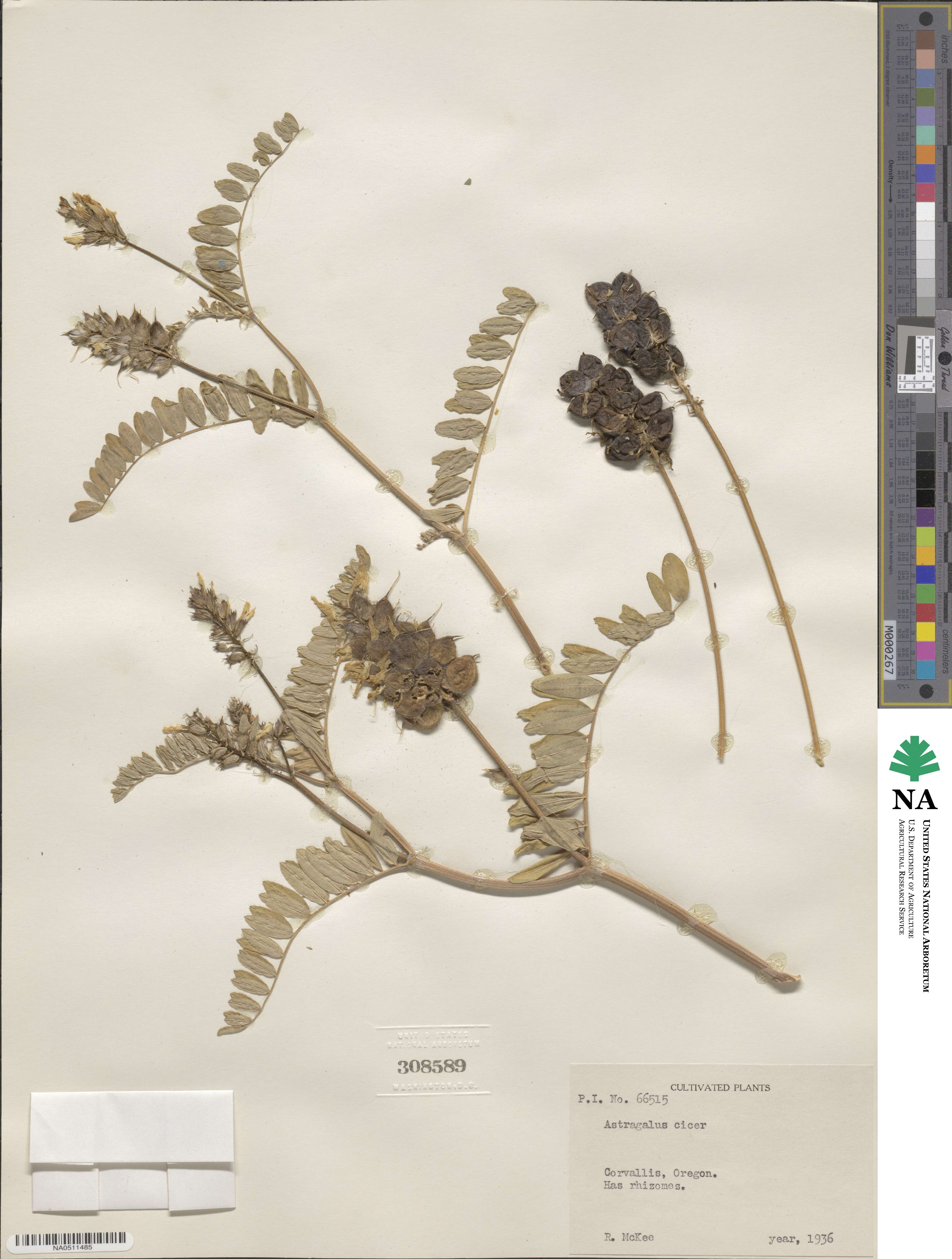 Astragalus cicer image