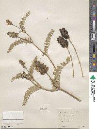 Astragalus cicer image