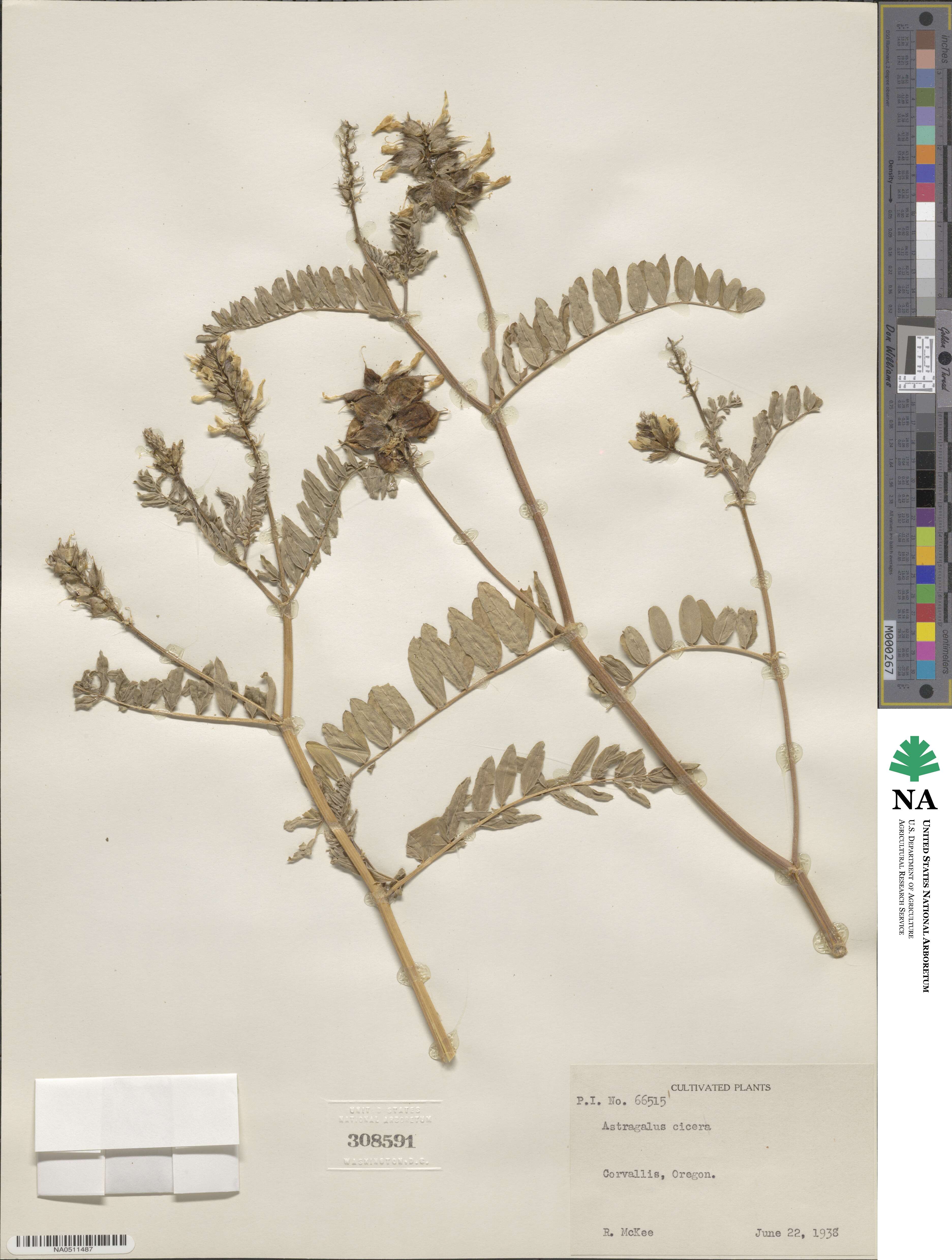 Astragalus cicer image