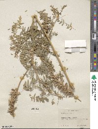 Astragalus falcatus image