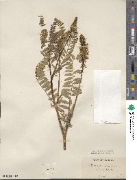 Astragalus falcatus image