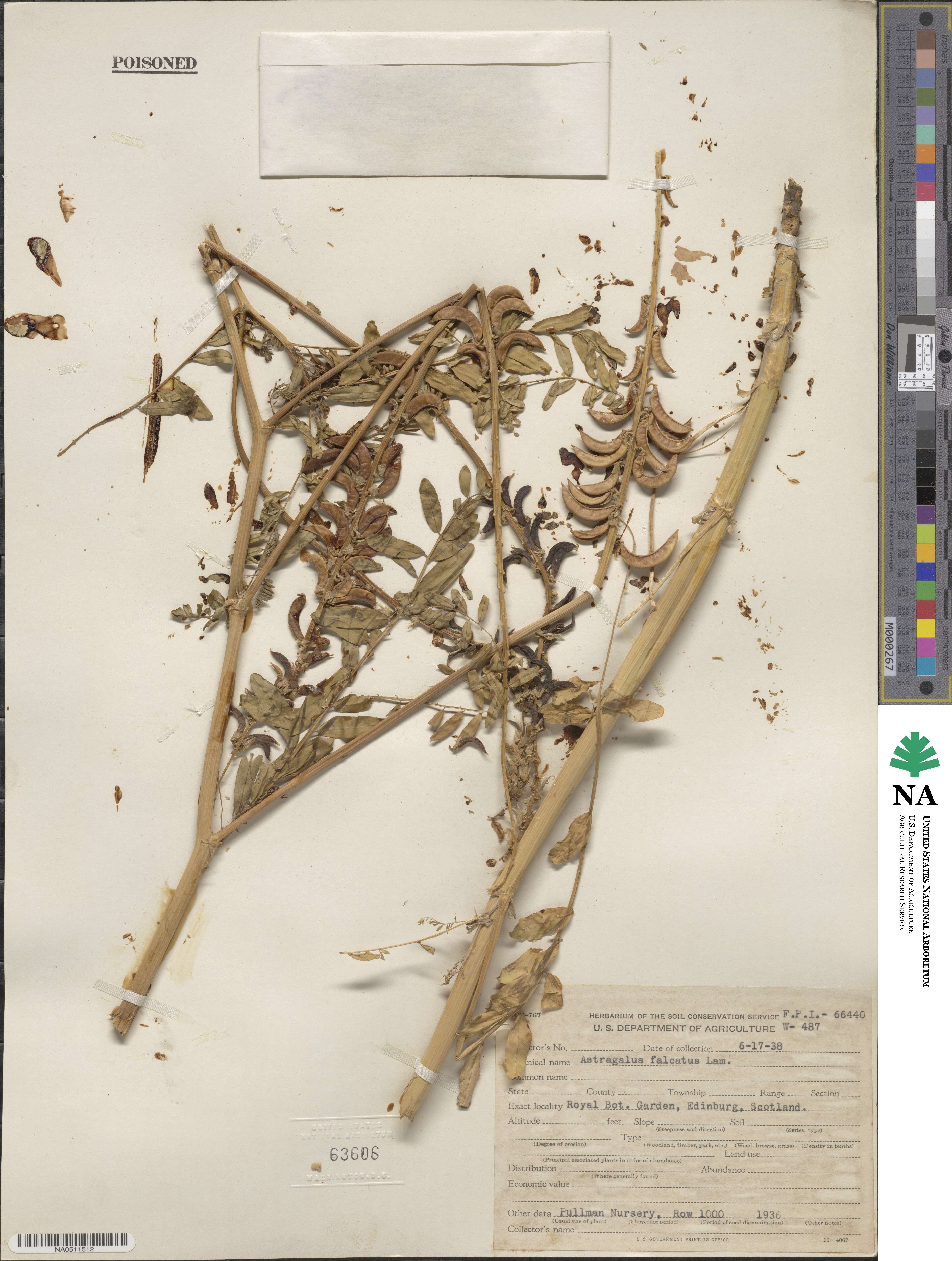 Astragalus falcatus image