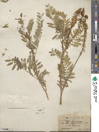 Astragalus falcatus image