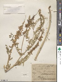 Astragalus falcatus image