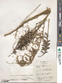 Astragalus falcatus image