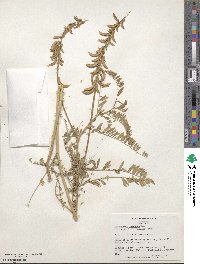 Astragalus falcatus image