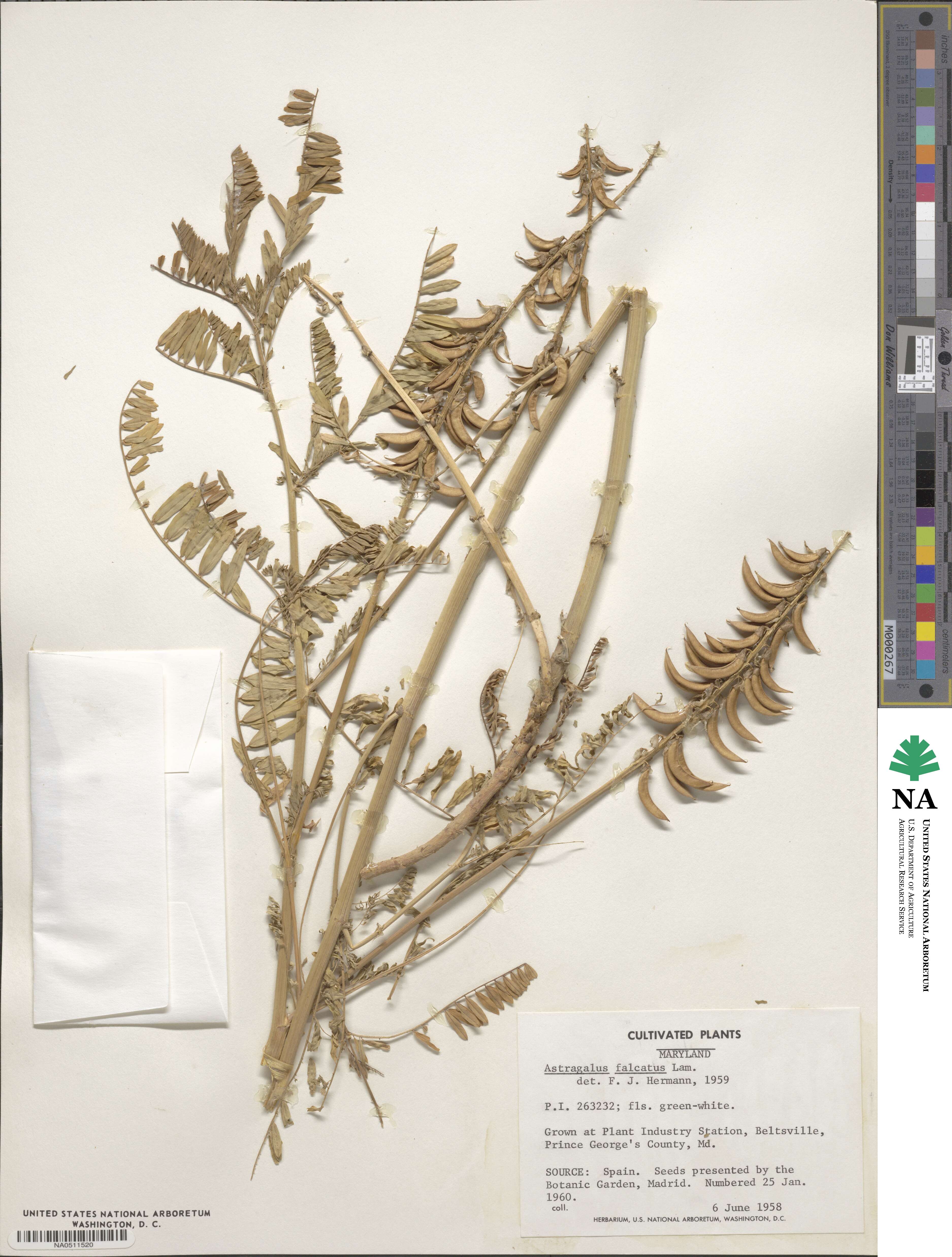 Astragalus falcatus image