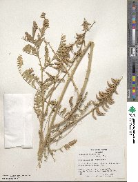 Astragalus falcatus image