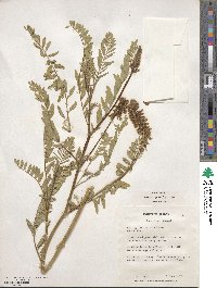 Astragalus falcatus image