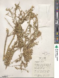 Astragalus falcatus image