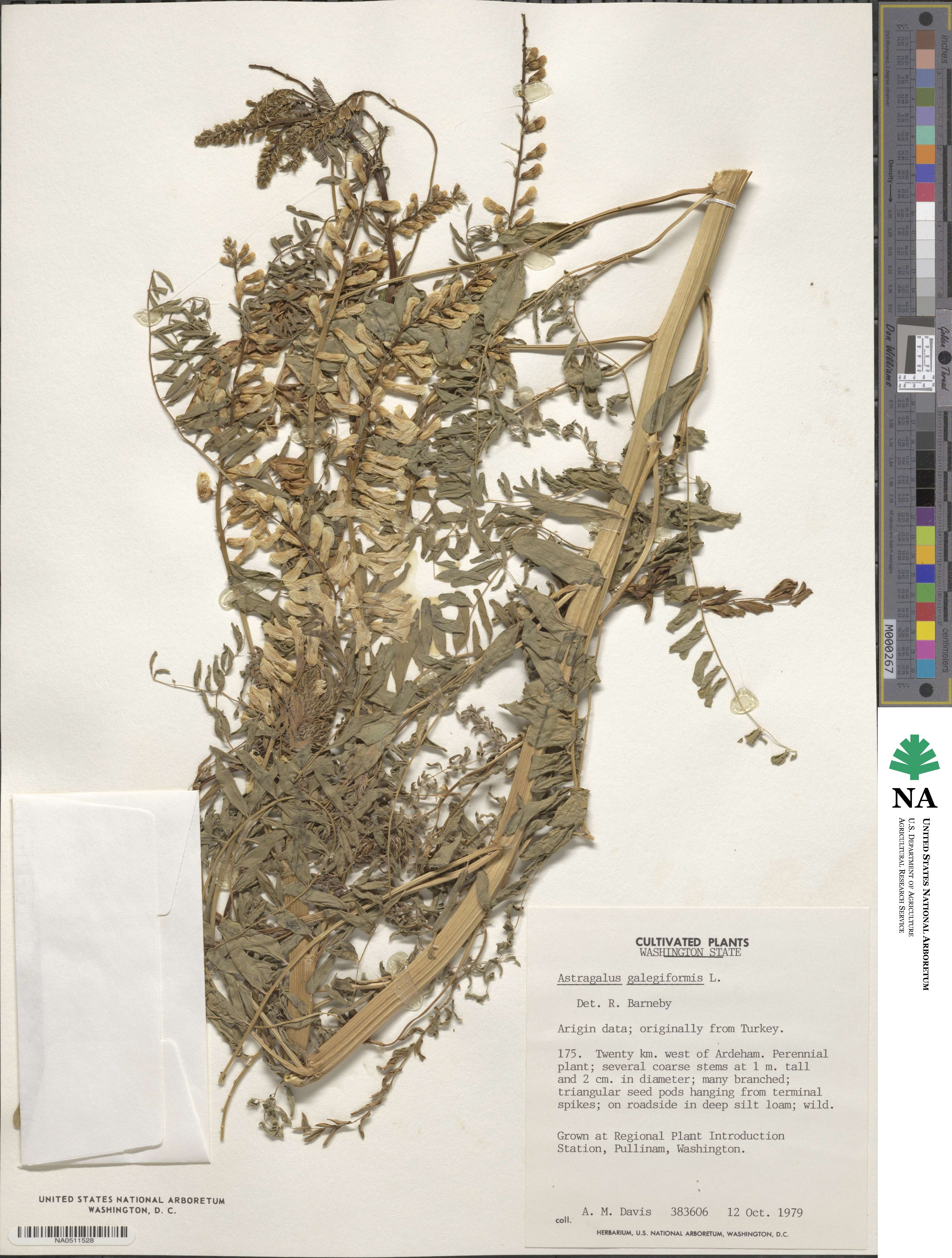 Astragalus galegiformis image