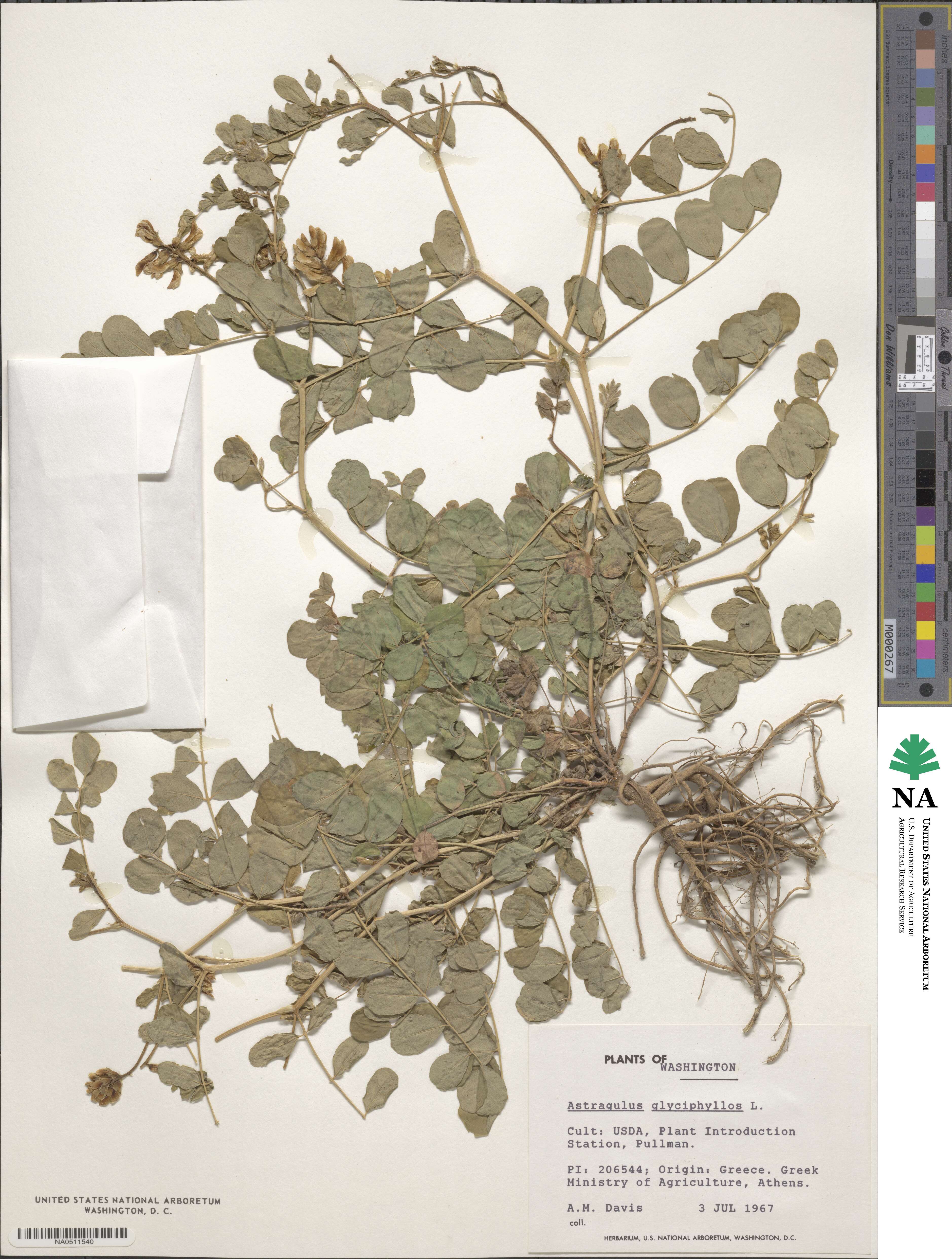 Astragalus glycyphyllos image