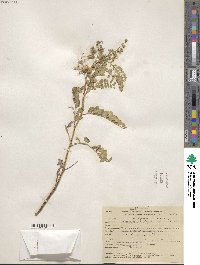 Astragalus lentiginosus image